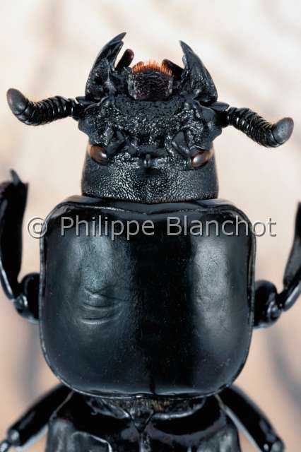 Prioproctus centralis.JPG - in "Portraits d'insectes" ed. SeuilPrioproctus centralisTenebrionDarkling beetleColeopteraTenebrionidaeCentrafrique